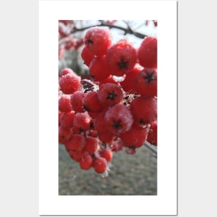 Mountain Ash Berries a Cold  and Frosty November Morning Posters and Art